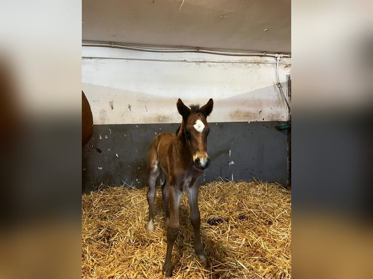 Westfale Hengst 2 Jahre 160 cm Hellbrauner in OlpeOlpe