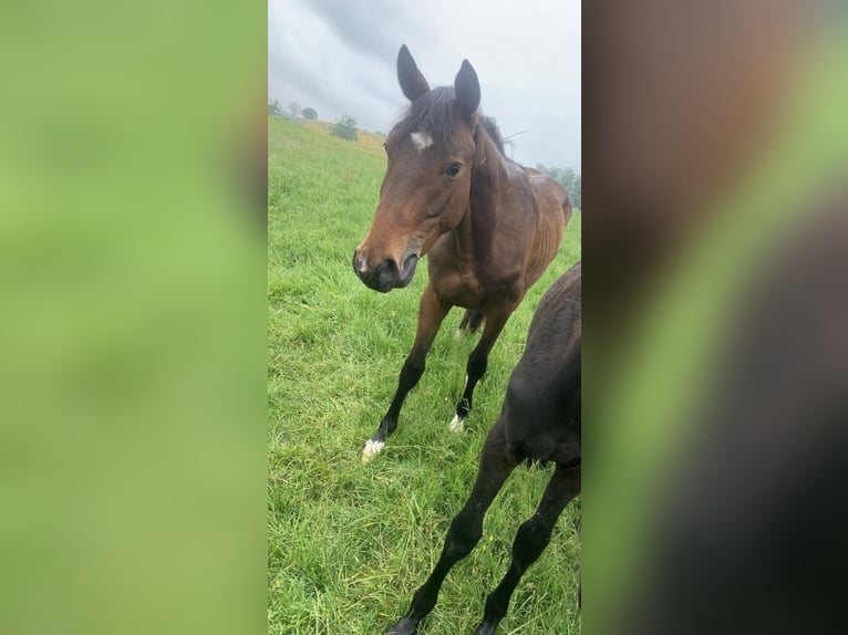Westfale Hengst 2 Jahre 160 cm Hellbrauner in OlpeOlpe