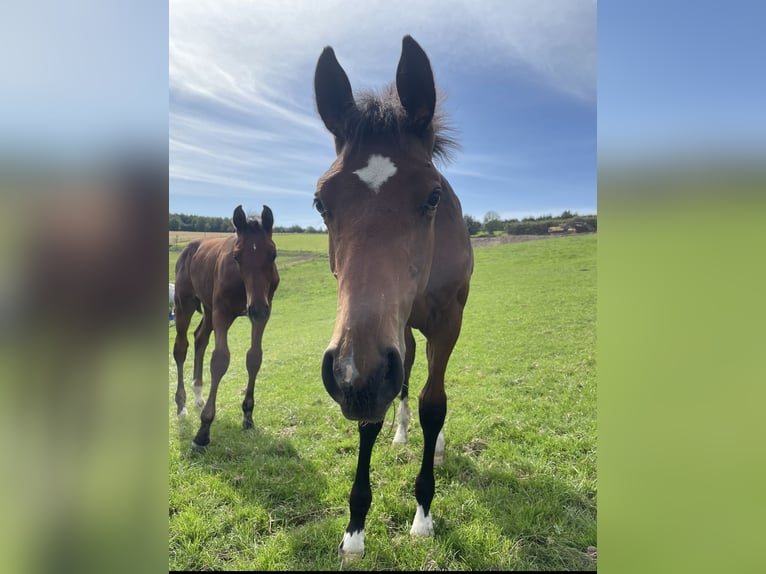 Westfale Hengst 2 Jahre 160 cm Hellbrauner in OlpeOlpe