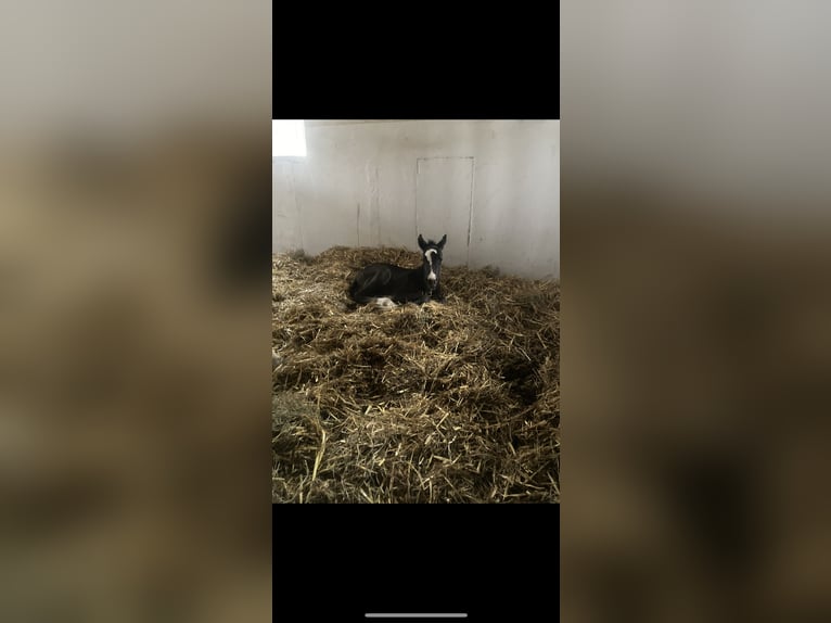 Westfale Hengst 2 Jahre 160 cm Rappe in Herford