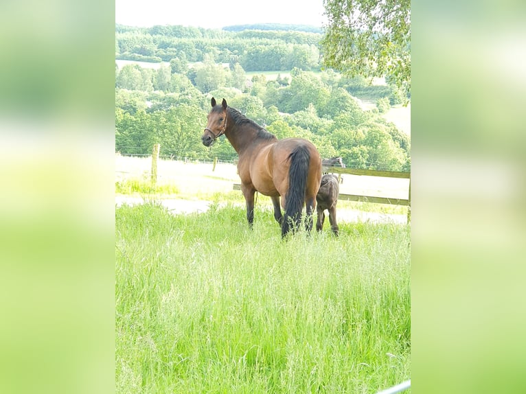 Westfale Hengst 2 Jahre 161 cm Schwarzbrauner in Wenden