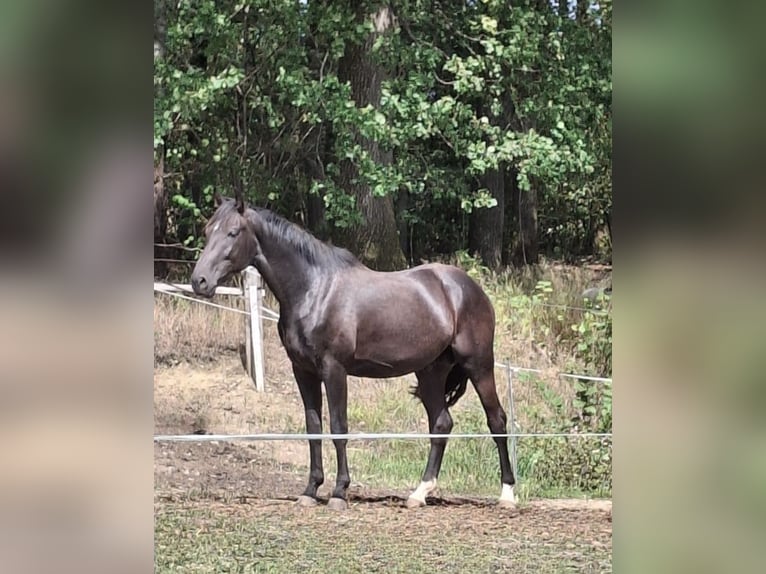Westfale Hengst 2 Jahre 161 cm Schwarzbrauner in Wenden