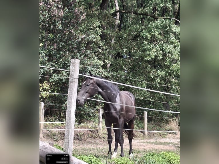 Westfale Hengst 2 Jahre 161 cm Schwarzbrauner in Wenden
