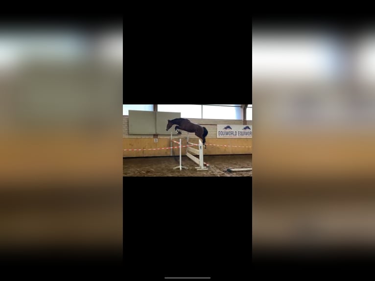 Westfale Hengst 2 Jahre 162 cm Brauner in Witten