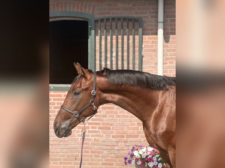 Westfale Hengst 2 Jahre 163 cm Brauner in Amersfoort