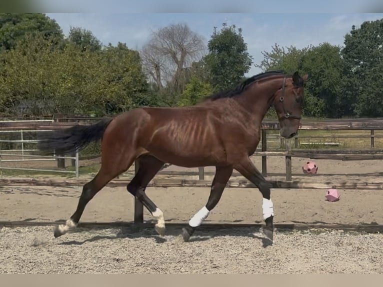 Westfale Hengst 2 Jahre 163 cm Brauner in Amersfoort