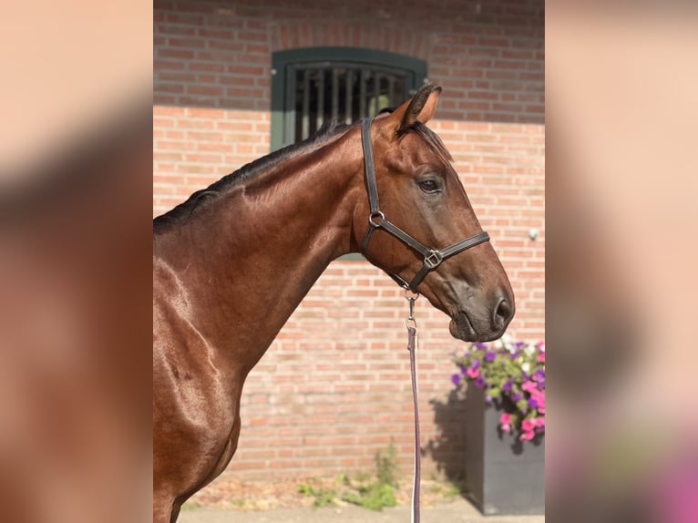 Westfale Hengst 2 Jahre 163 cm Brauner in Amersfoort