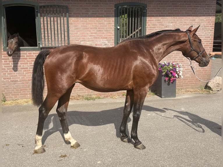 Westfale Hengst 2 Jahre 163 cm Brauner in Amersfoort