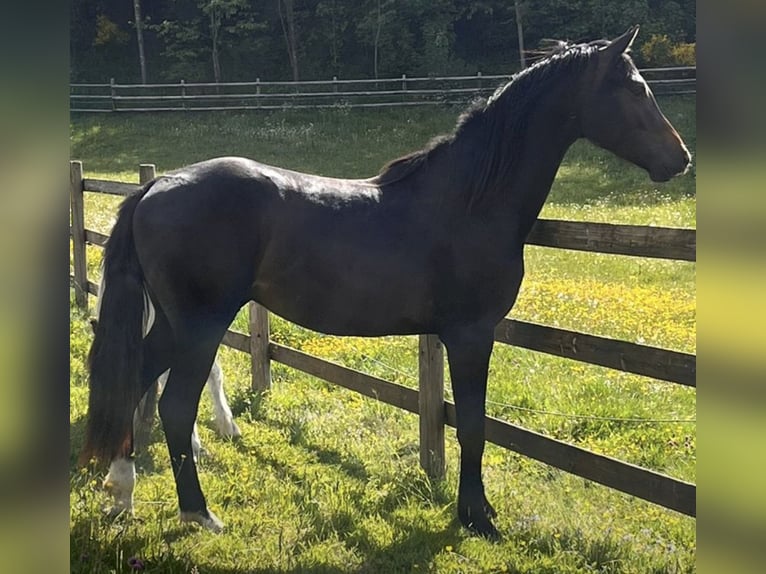 Westfale Hengst 2 Jahre 163 cm Dunkelbrauner in Kirchhundem Westfale Hengst 2 Jahre 163 cm Dunkelbrauner in Kirchhundem
