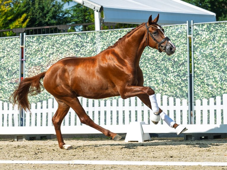 Westfale Hengst 2 Jahre 163 cm Fuchs in M&#xFC;nster