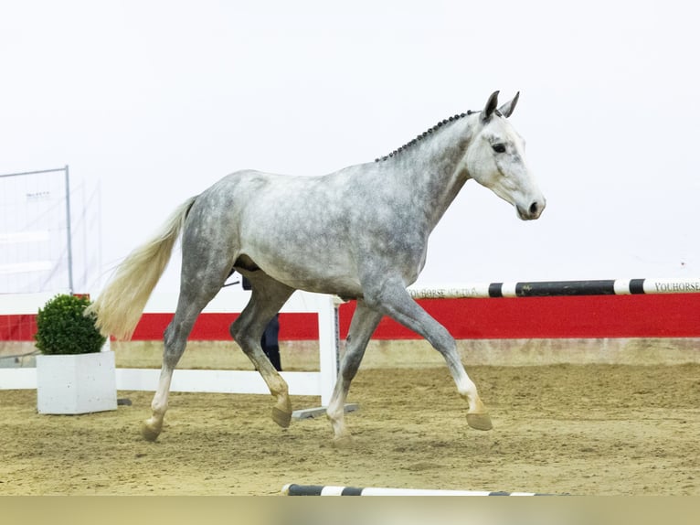 Westfale Hengst 2 Jahre 163 cm Schimmel in Waddinxveen