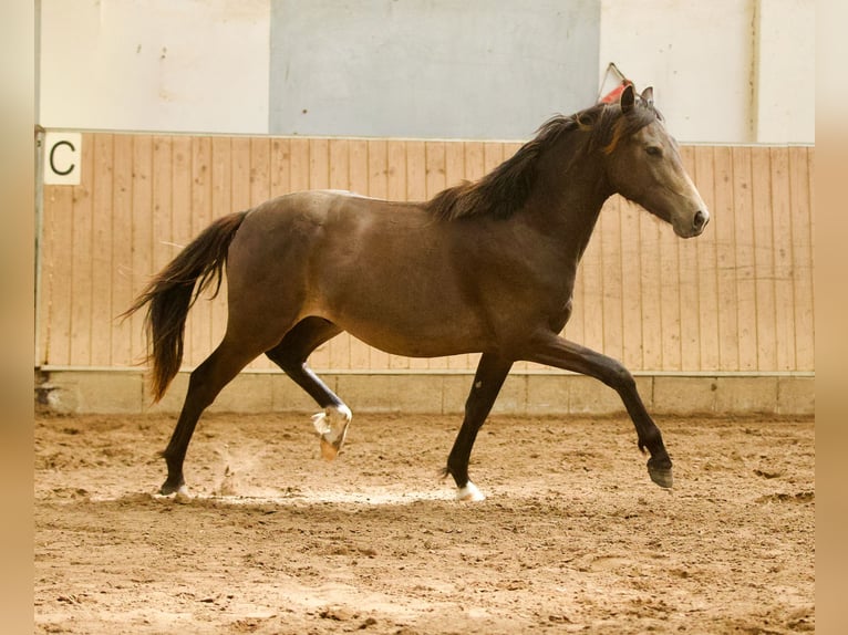 Westfale Hengst 2 Jahre 164 cm Buckskin in Hohenahr