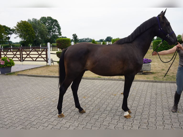 Westfale Hengst 2 Jahre 164 cm Schwarzbrauner in Nordwalde