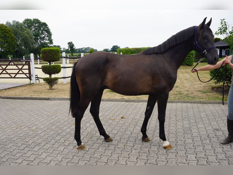 Westfale Hengst 2 Jahre 164 cm Schwarzbrauner in Nordwalde