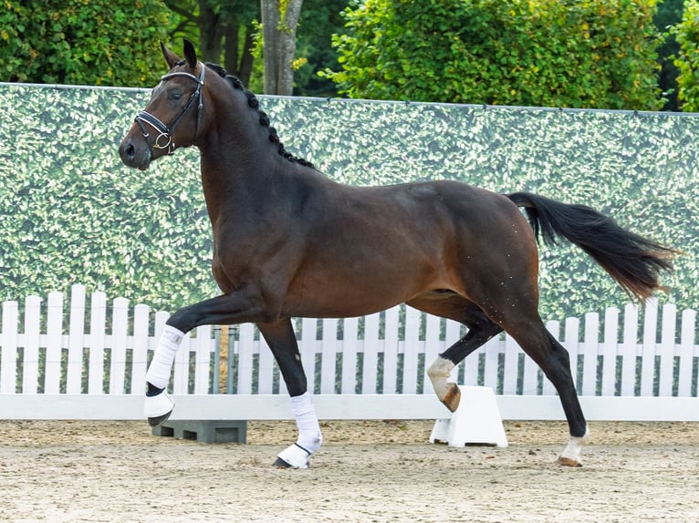 Westfale Hengst 2 Jahre 165 cm Dunkelbrauner in M&#xFC;nster