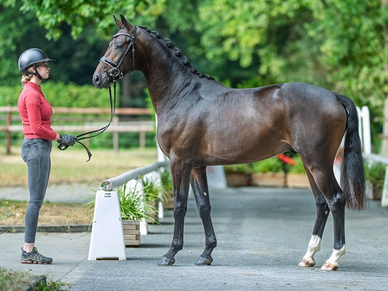 Westfale Hengst 2 Jahre 165 cm Dunkelbrauner in M&#xFC;nster