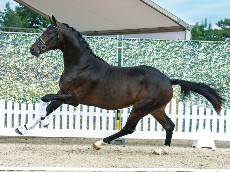 Westfale Hengst 2 Jahre 165 cm Dunkelbrauner in M&#xFC;nster