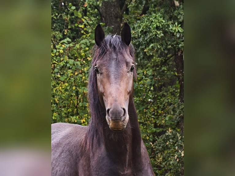 Westfale Hengst 2 Jahre 165 cm Dunkelbrauner in Wenden