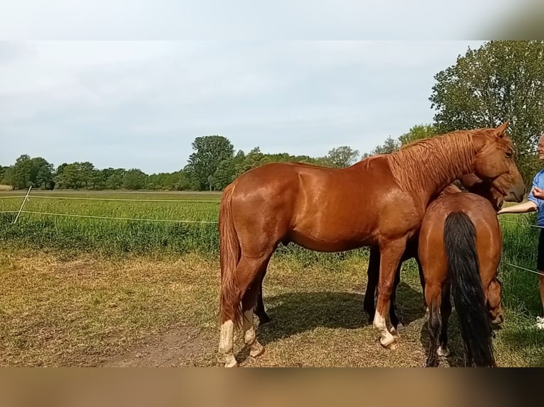 Westfale Hengst 2 Jahre 165 cm Dunkelfuchs in Hasbergen