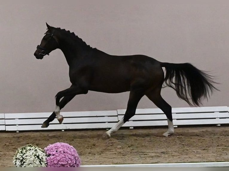 Westfale Hengst 2 Jahre 165 cm Schwarzbrauner in Reichenwalde