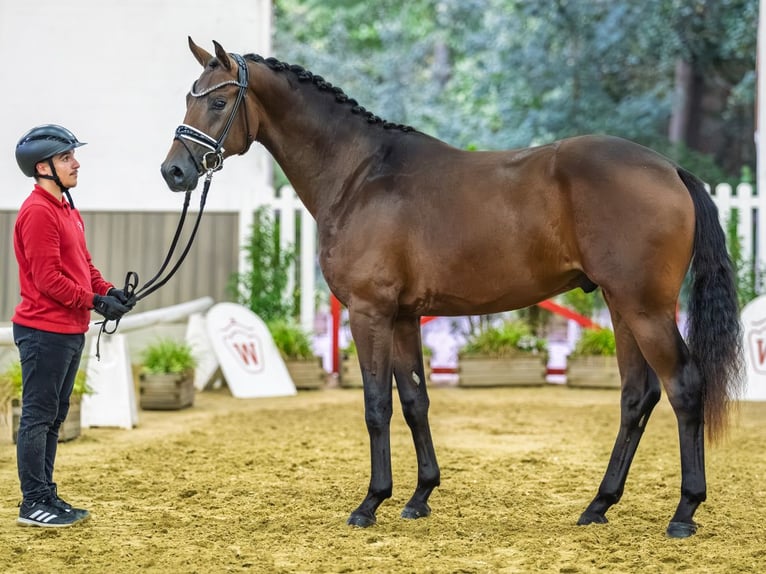Westfale Hengst 2 Jahre 166 cm Brauner in Mnster-Handorf