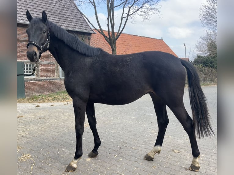 Westfale Hengst 2 Jahre 166 cm Dunkelbrauner in Soest