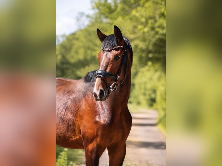 Westfale Hengst 2 Jahre 167 cm Brauner in Hattingen