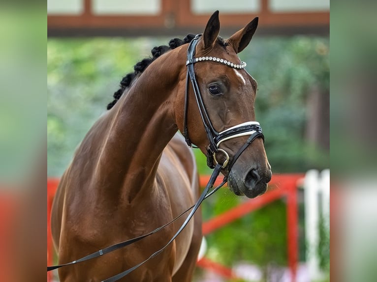 Westfale Hengst 2 Jahre 167 cm Brauner in Mnster-Handorf