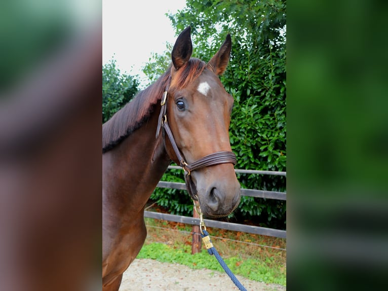 Westfale Hengst 2 Jahre 167 cm Brauner in Meppen