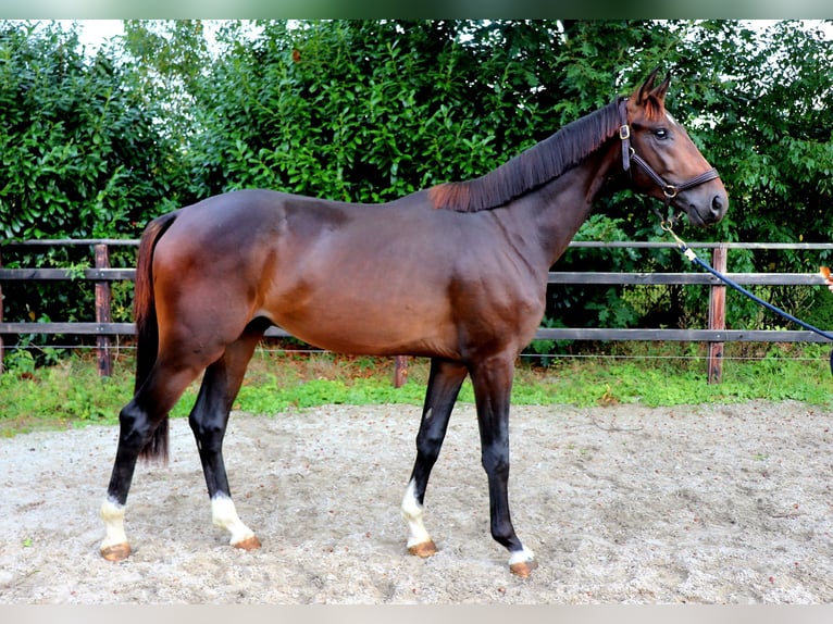 Westfale Hengst 2 Jahre 167 cm Brauner in Meppen