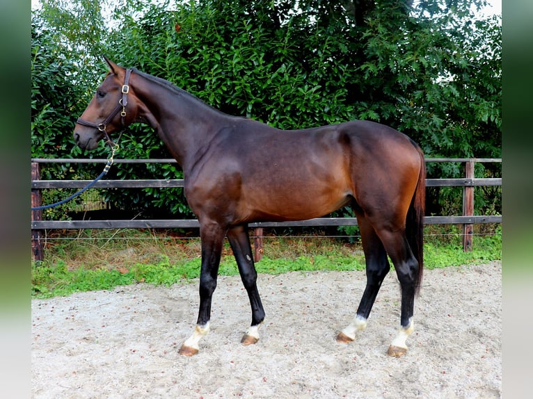 Westfale Hengst 2 Jahre 167 cm Brauner in Meppen
