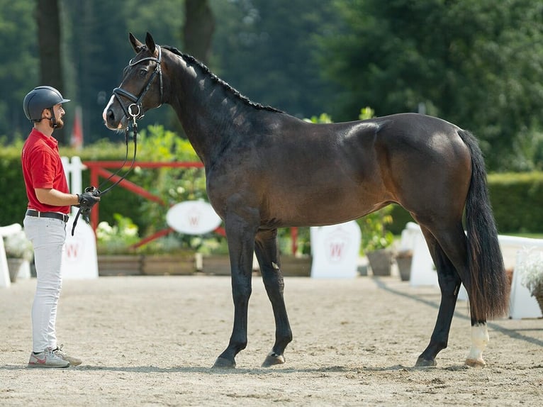 Westfale Hengst 2 Jahre 167 cm Dunkelbrauner in Münster-Handorf