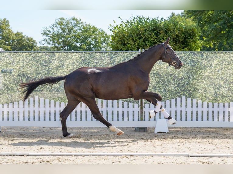 Westfale Hengst 2 Jahre 167 cm Rappe in Coesfeld