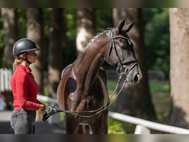 Westfale Hengst 2 Jahre 167 cm Rappe in Coesfeld