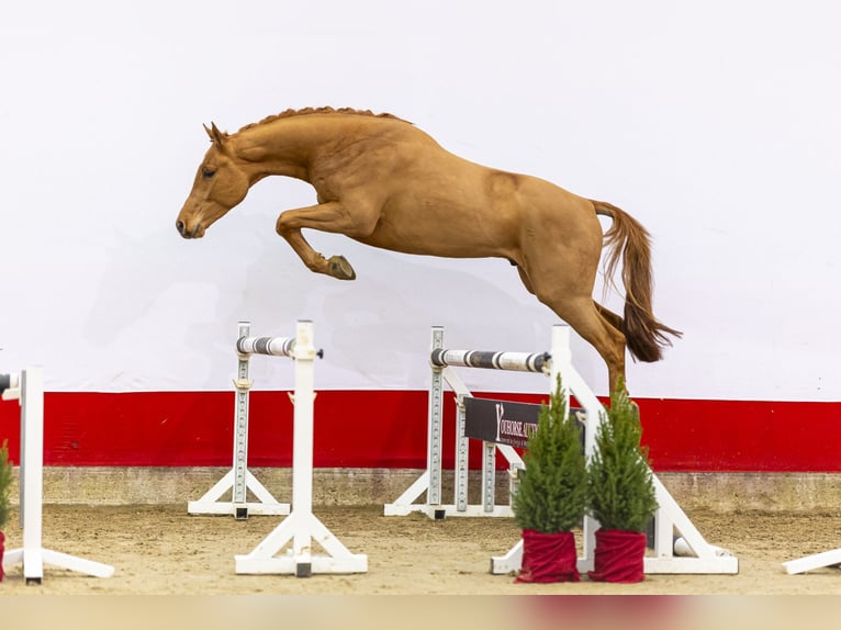 Westfale Hengst 2 Jahre 167 cm in Waddinxveen