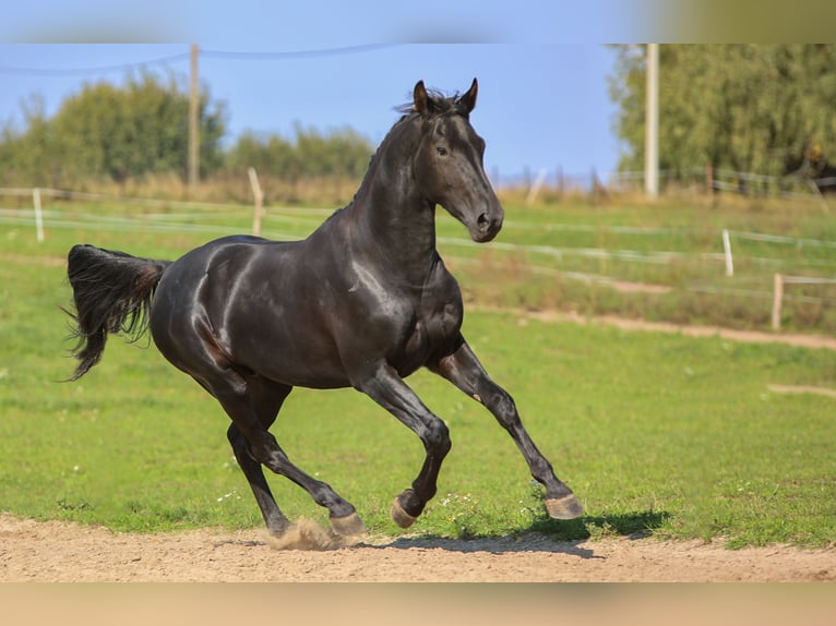 Westfale Hengst 2 Jahre 168 cm Rappe in Ostróda