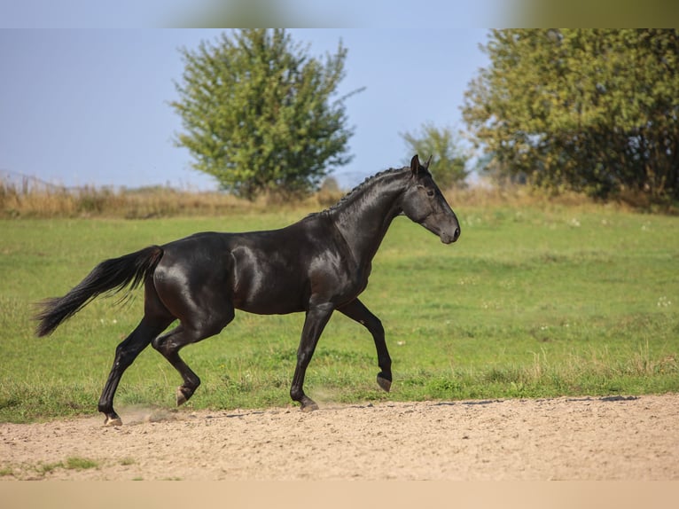 Westfale Hengst 2 Jahre 168 cm Rappe in Ostróda