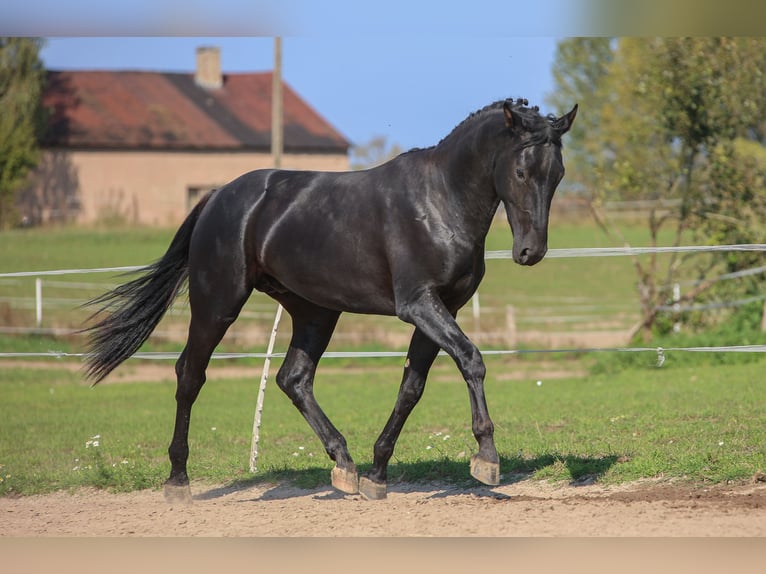 Westfale Hengst 2 Jahre 168 cm Rappe in Ostróda