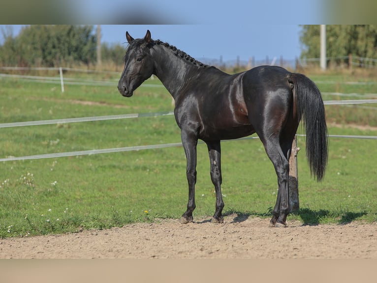 Westfale Hengst 2 Jahre 168 cm Rappe in Ostróda