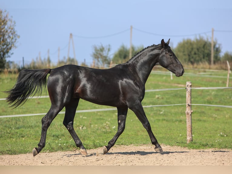 Westfale Hengst 2 Jahre 168 cm Rappe in Ostróda