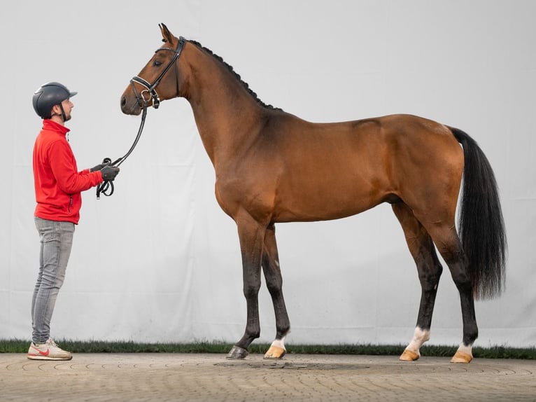 Westfale Hengst 2 Jahre 169 cm Brauner in Münster