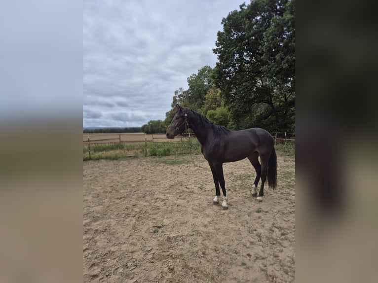 Westfale Hengst 2 Jahre 169 cm Dunkelbrauner in Vienenburg