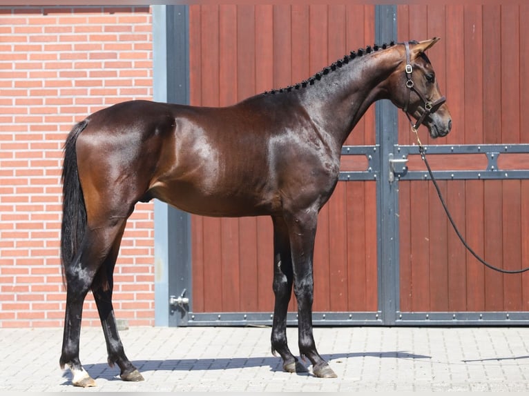 Westfale Hengst 2 Jahre 169 cm Dunkelbrauner in Zieuwent