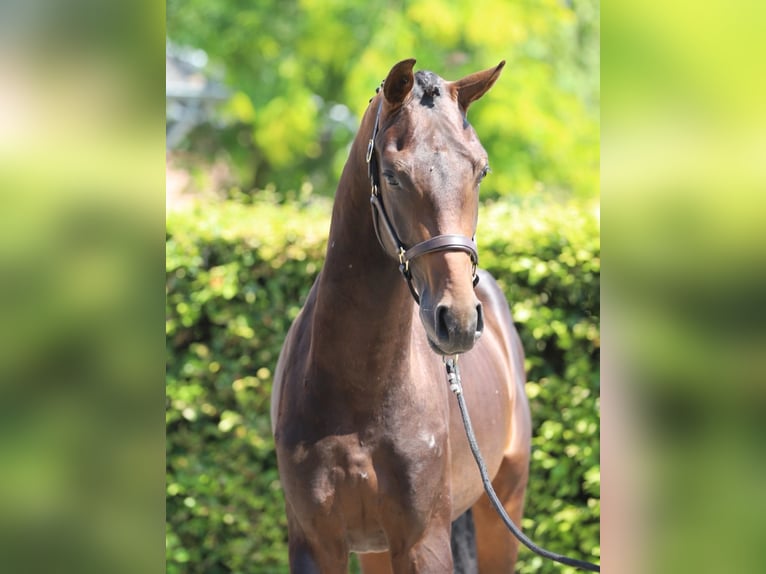 Westfale Hengst 2 Jahre 169 cm Dunkelbrauner in Zieuwent