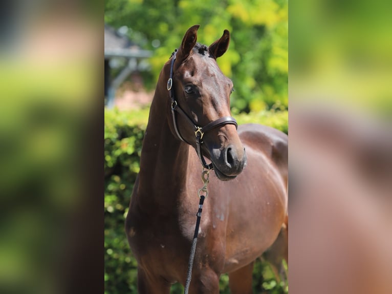 Westfale Hengst 2 Jahre 169 cm Dunkelbrauner in Zieuwent