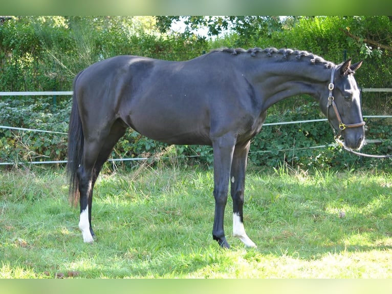 Westfale Hengst 2 Jahre 169 cm Rappe in Greven