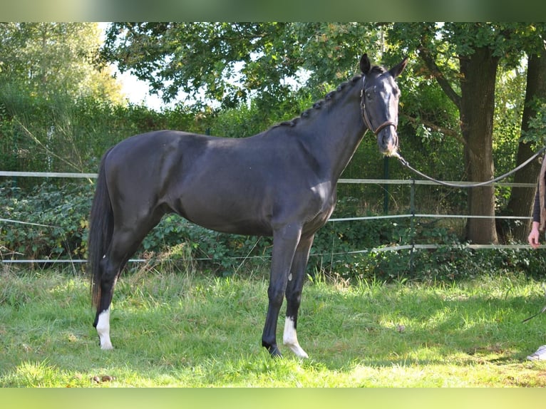 Westfale Hengst 2 Jahre 169 cm Rappe in Greven