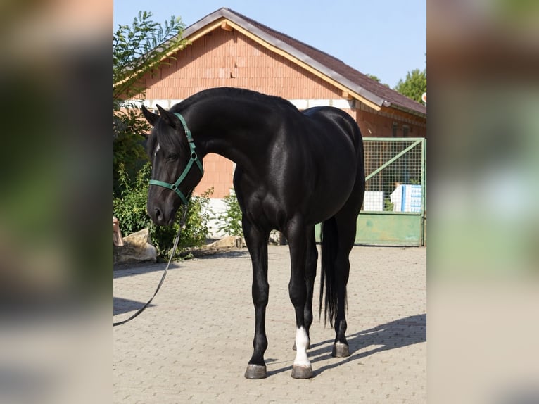Westfale Hengst 2 Jahre 169 cm Rappe in Murska Soboda