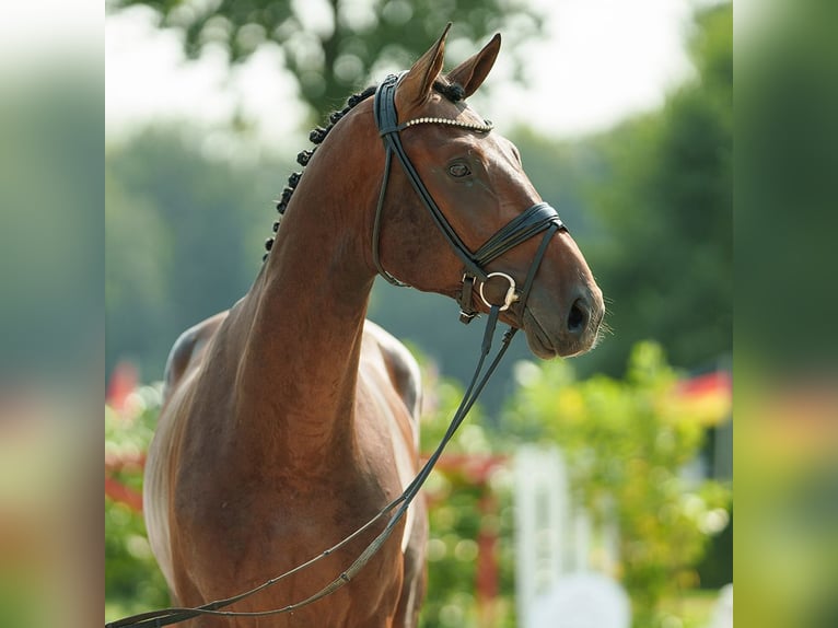 Westfale Hengst 2 Jahre 170 cm Brauner in Münster