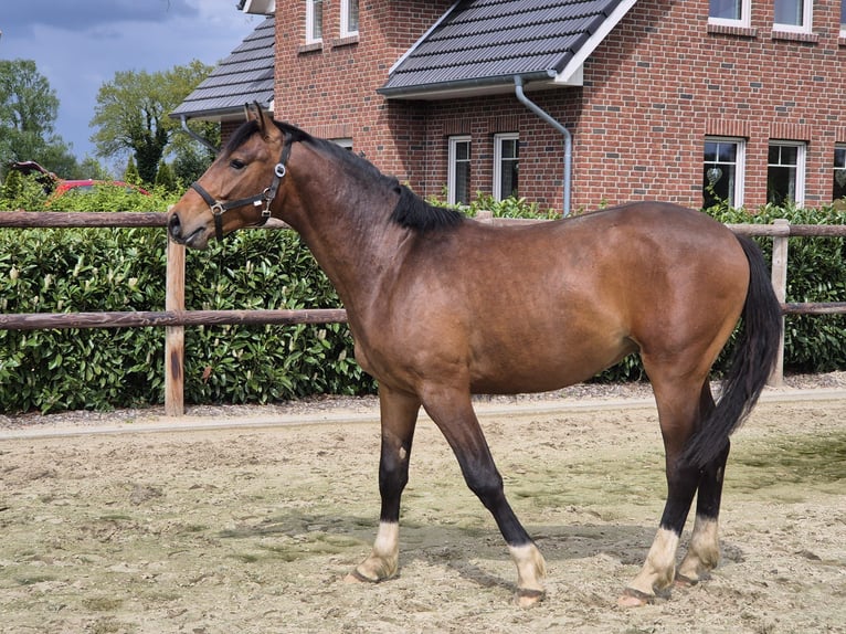 Westfale Hengst 2 Jahre 170 cm Brauner in Gronau (Westfalen)
